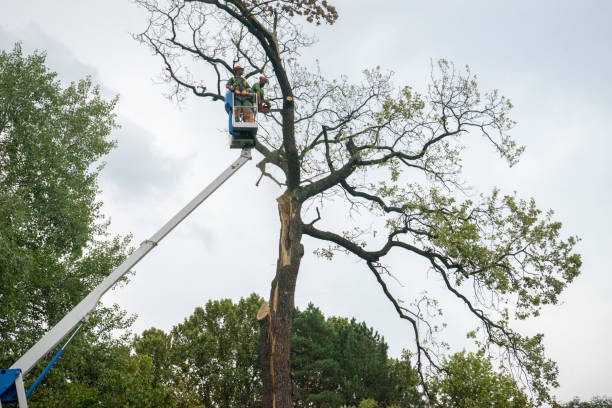 Best Tree Preservation Services  in Marine City, MI