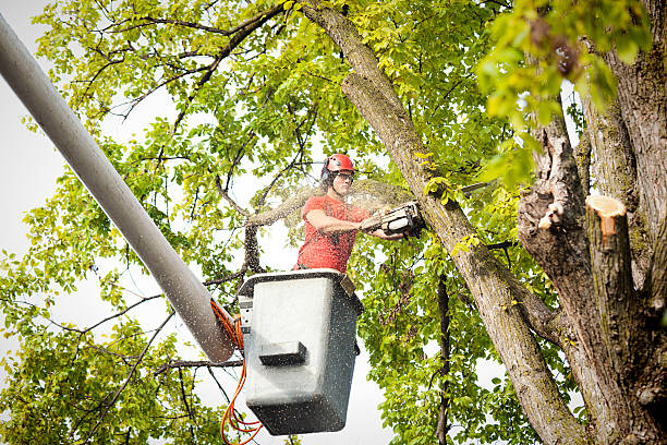 Best Palm Tree Trimming  in Marine City, MI