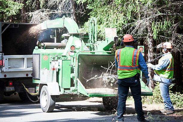 How Our Tree Care Process Works  in  Marine City, MI