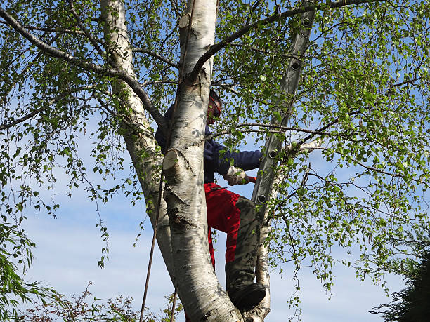 Best Tree Disease Treatment  in Marine City, MI